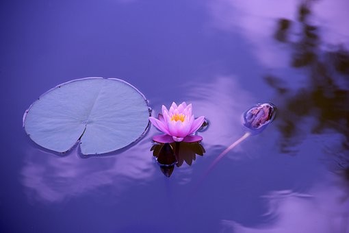High Status Cannot Grant Happiness: Sacrifice Rewarded